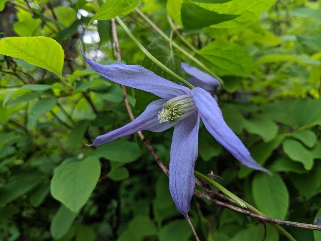 Purple Clematis