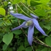 Purple Clematis - Photo (c) Peri Lee Pipkin, some rights reserved (CC BY-NC), uploaded by Peri Lee Pipkin