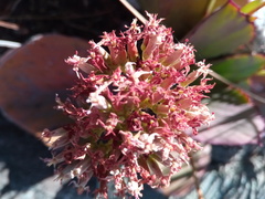 Kalanchoe synsepala image