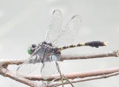 Arigomphus maxwelli