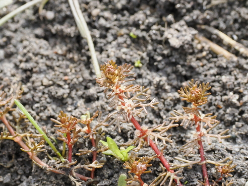 Myriophyllum verrucosum (Myriophyllum verrucosum)