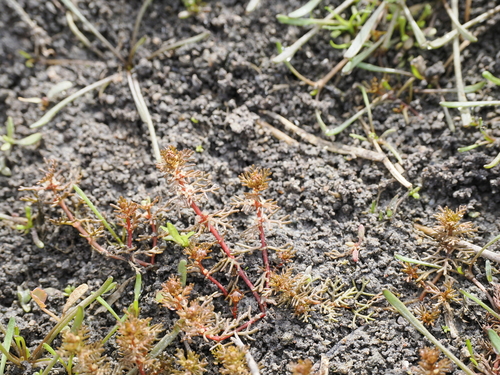 Image of Myriophyllum verrucosum by (c) Lucas Christofides, some rights reserved (CC BY)