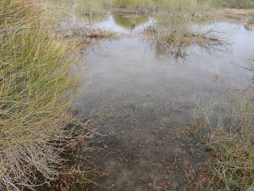 Image of Myriophyllum verrucosum by (c) Lucas Christofides, some rights reserved (CC BY)
