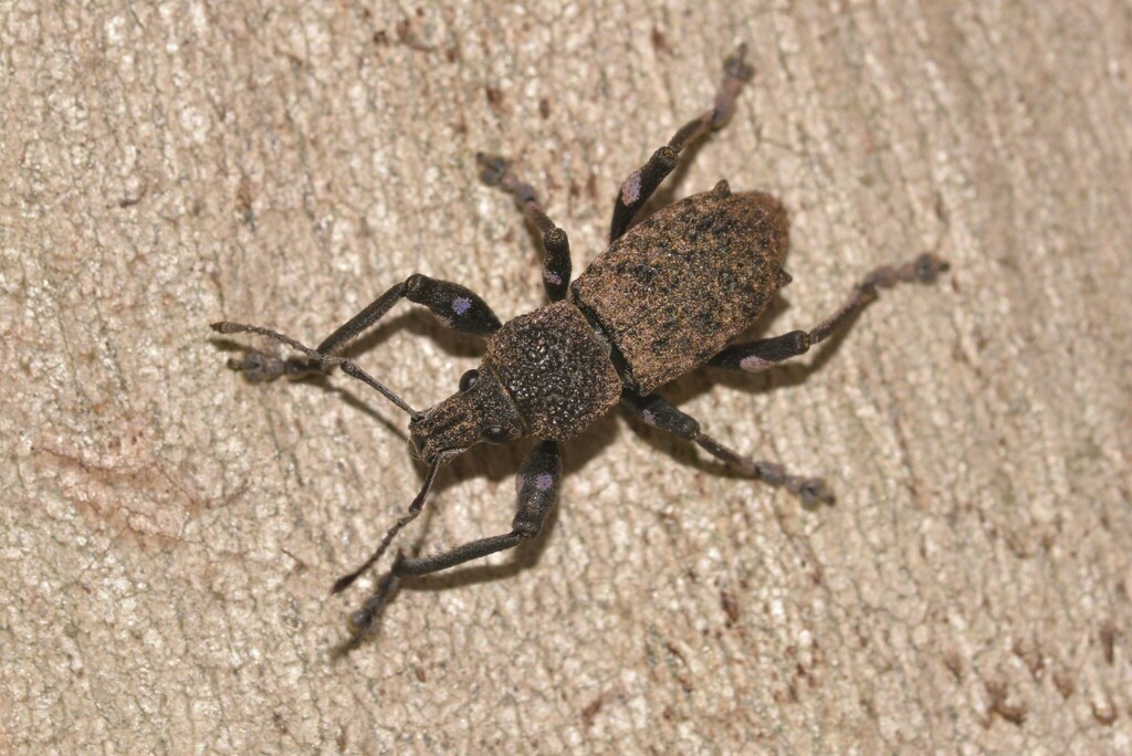 Prypnus squalidus