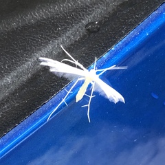 Pterophorus niveodactyla