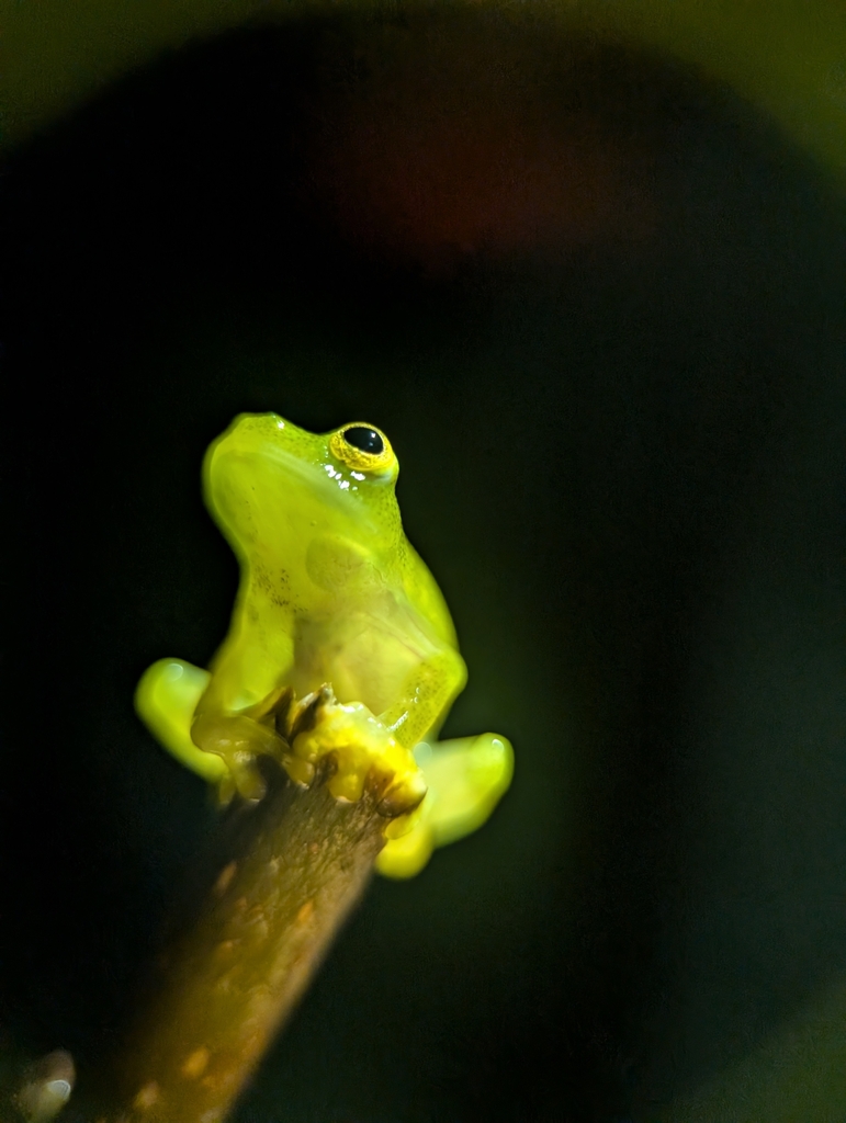 Fleischmann's Glass Frog