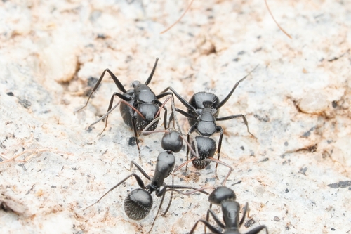 Camponotus andreiCamponotus andrei