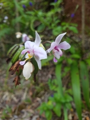 Spathoglottis