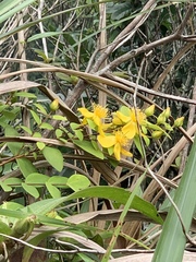 Hypericum formosanum