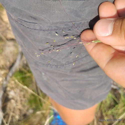 Image of Digitaria cognata by (c) Bryce, some rights reserved (CC BY)
