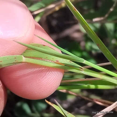 Image of Digitaria cognata by (c) Bryce, some rights reserved (CC BY)
