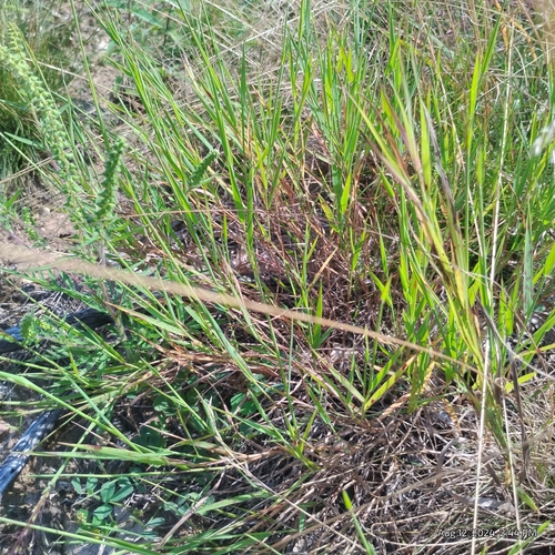 Image of Digitaria cognata by (c) Bryce, some rights reserved (CC BY)
