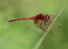 Trithemis imitata
