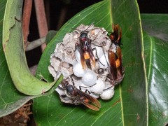 Polistes sagittarius