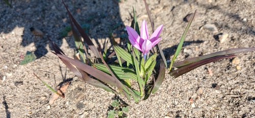 Pink Autumn Bobbejaantjie cross (Babiana ×)
