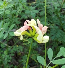 Acmispon grandiflorus grandiflorus
