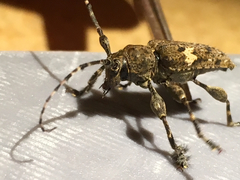 Aegomorphus quadrigibbus