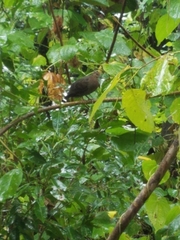 Shy Ground Dove photo 3