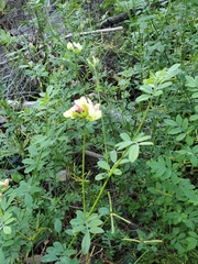 Acmispon grandiflorus grandiflorus