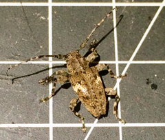 Aegomorphus quadrigibbus