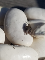 Acanthoscelides obtectus