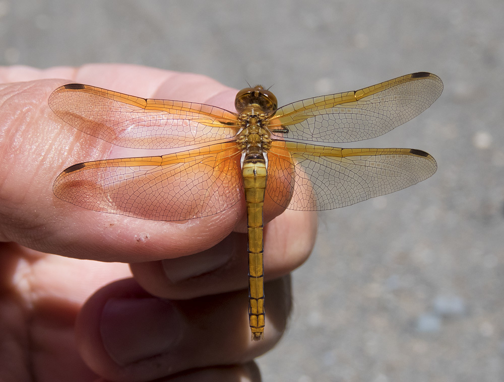 Red Veined Meadowhawk From Golden Coyote Wetlands Josephine Co Oregon On June At