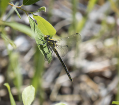 Octogomphus specularis