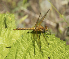 Sympetrum madidum