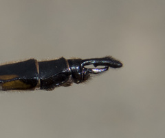 Epitheca canis × spinigera