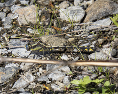 Phanogomphus kurilis