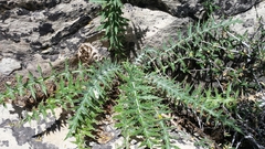 Cirsium arizonicum