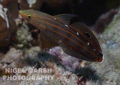 Koumansetta rainfordi