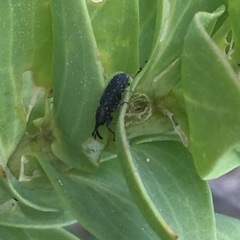 Mecinus janthiniformis