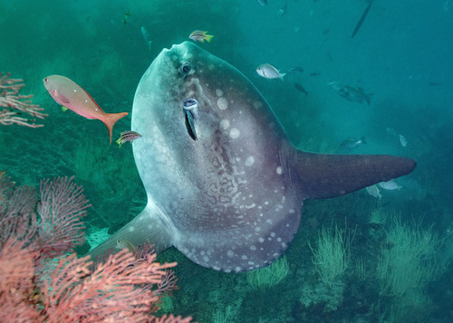 Bump-Head Mola