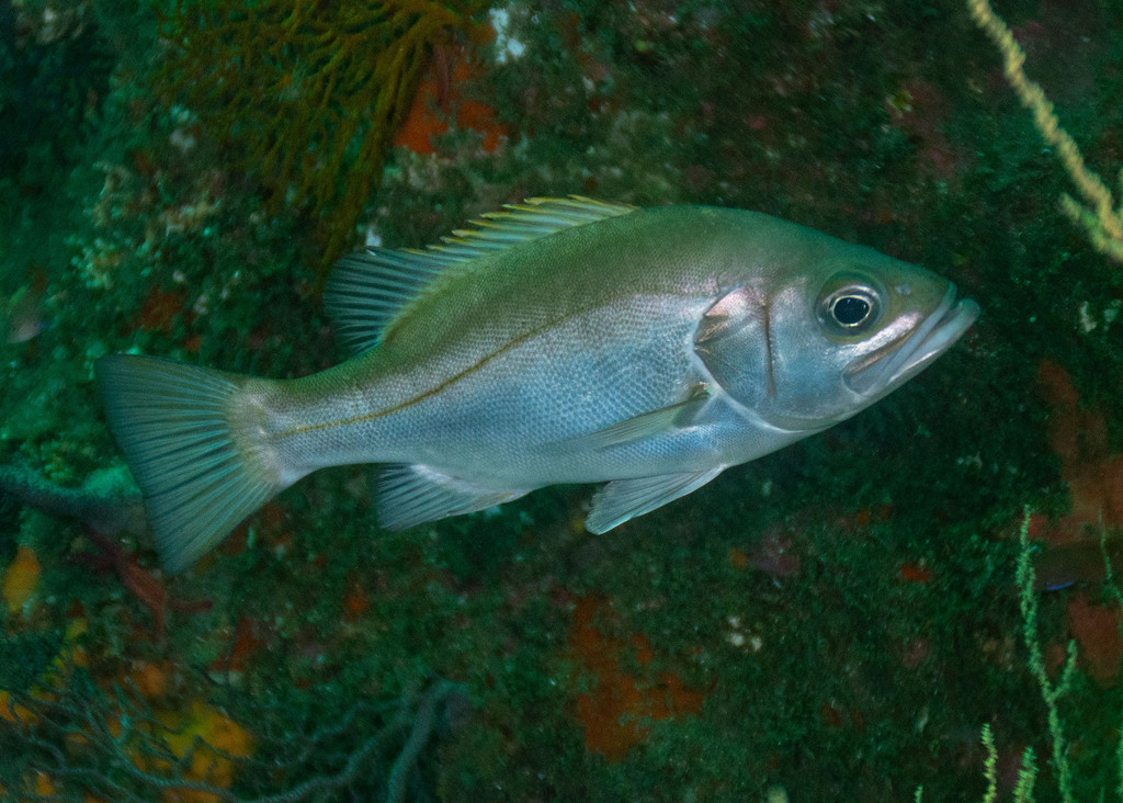 Grape-Eye Seabass
