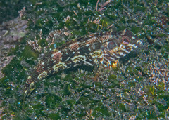 Belted Blenny photo 5
