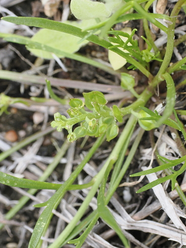 Image of Lepidium monoplocoides by (c) Lucas Christofides, some rights reserved (CC BY)