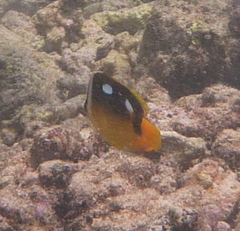 Chaetodon quadrimaculatus