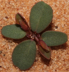 Euphorbia glyptosperma