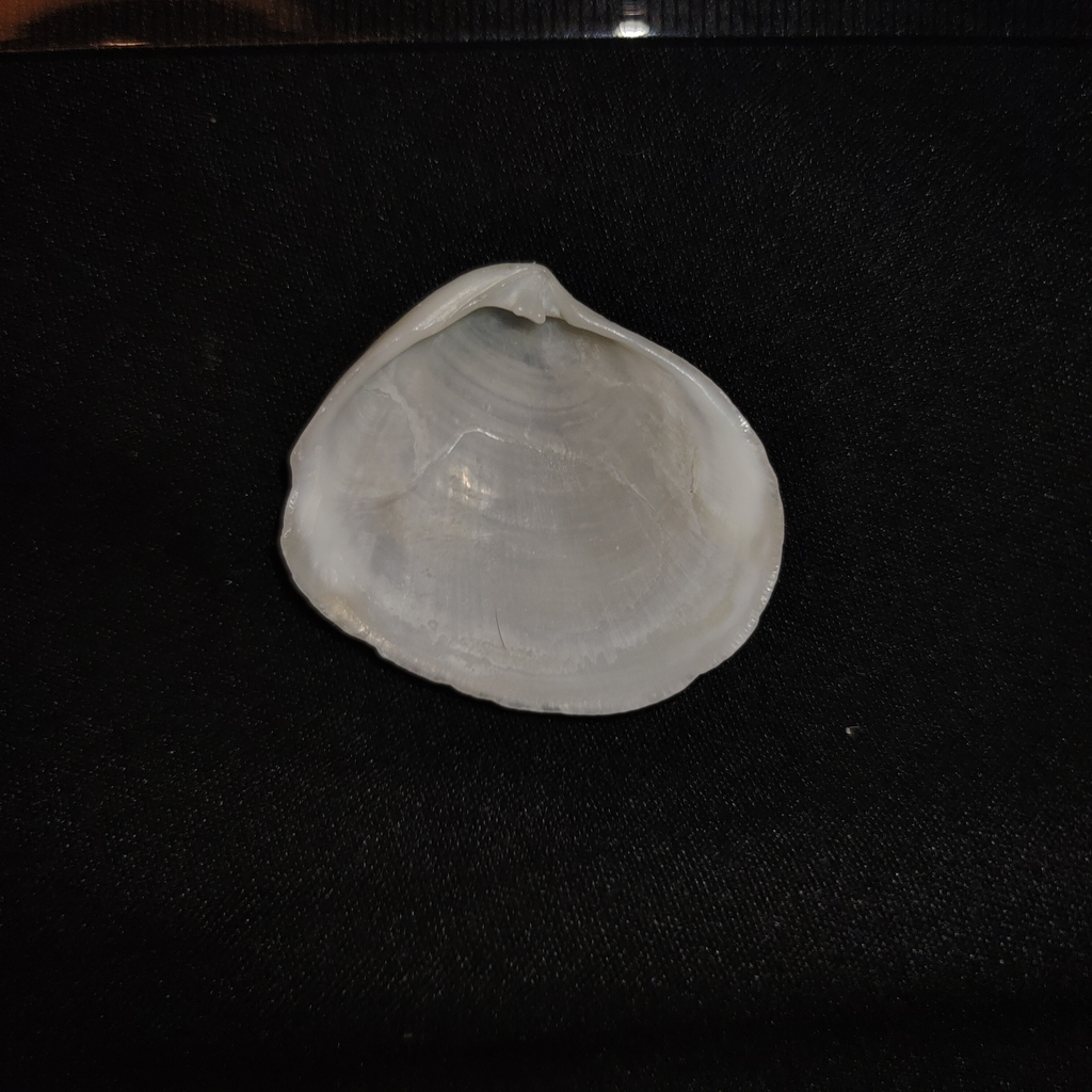 Macalia