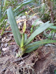Aeranthes ramosa