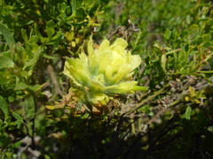 Castilleja wightii