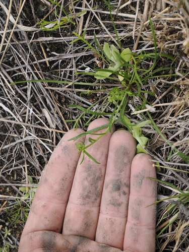 Image of Lepidium monoplocoides by (c) Lucas Christofides, some rights reserved (CC BY)