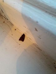 Planotortrix