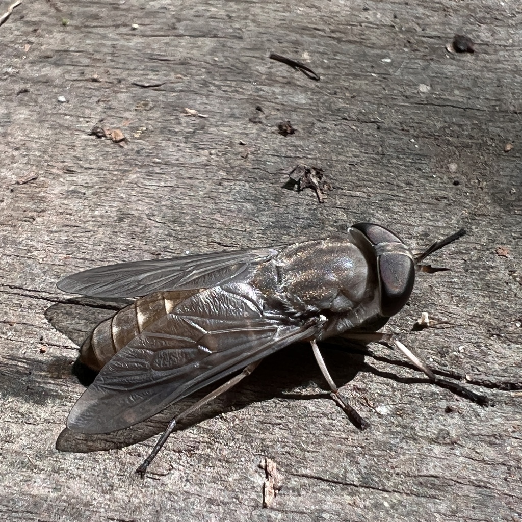 Tabanus novaescotiae
