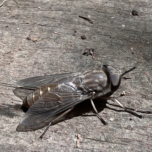Tabanus novaescotiae