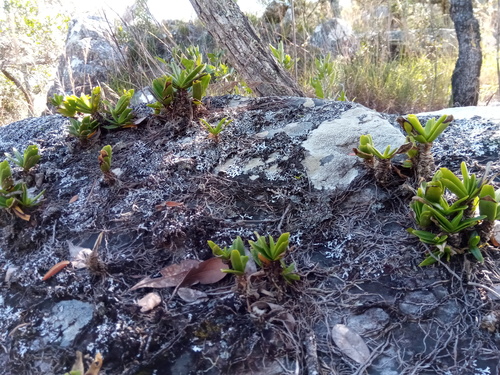 Jumellea densefoliata image