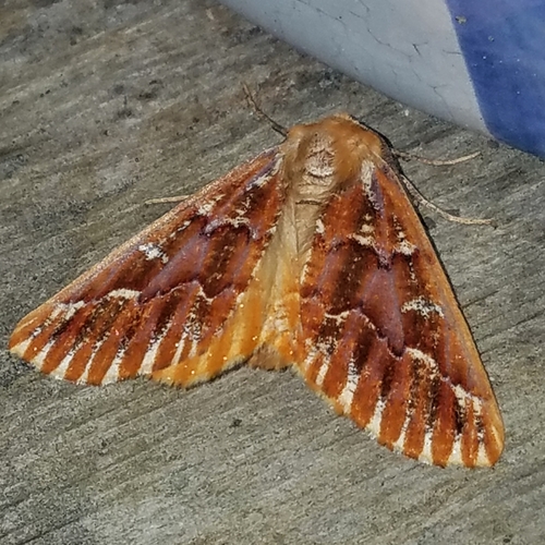 Western Conifer Looper photo 4