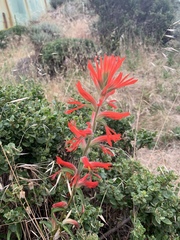 Castilleja subinclusa