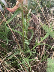 Castilleja subinclusa
